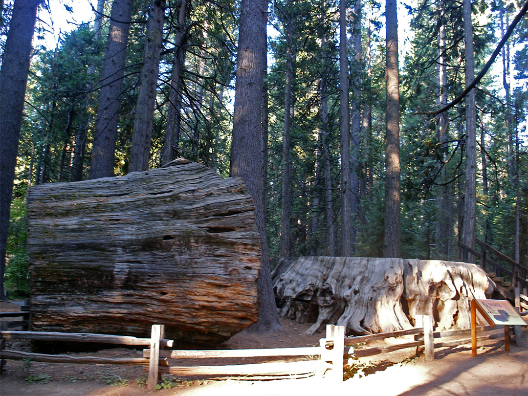 Big Stump, and log