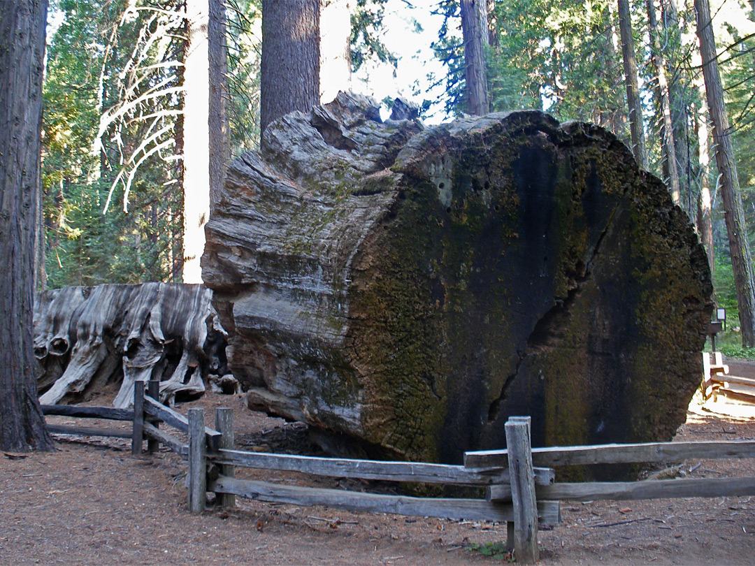 Log from the Discovery Tree