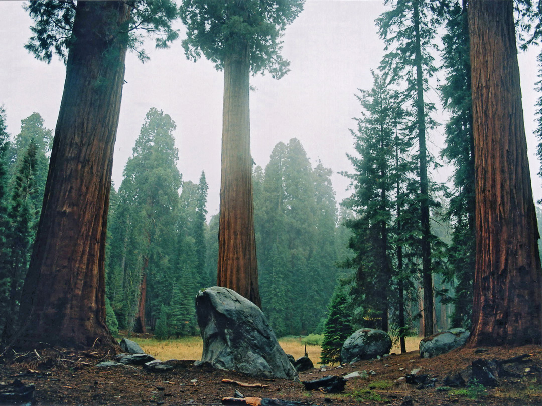 Sequoia on the Big Trees Trail