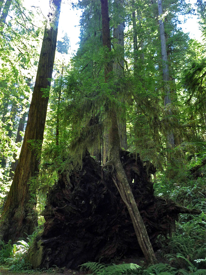 Redwood roots