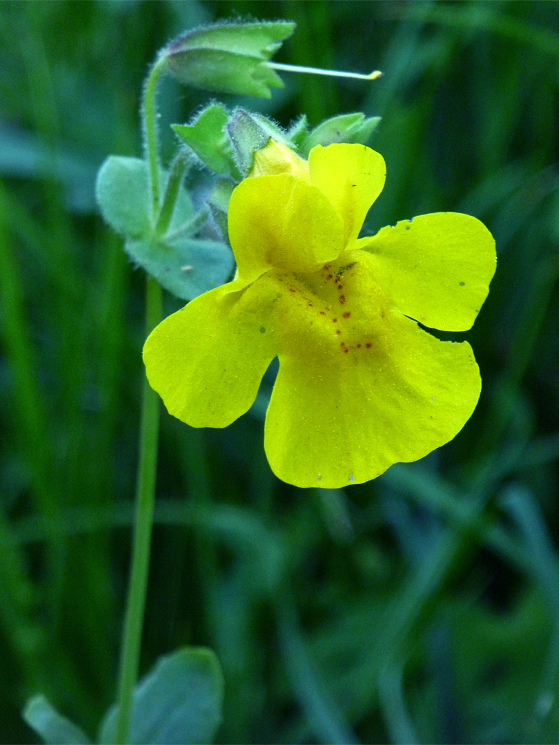 Solitary yellow flower