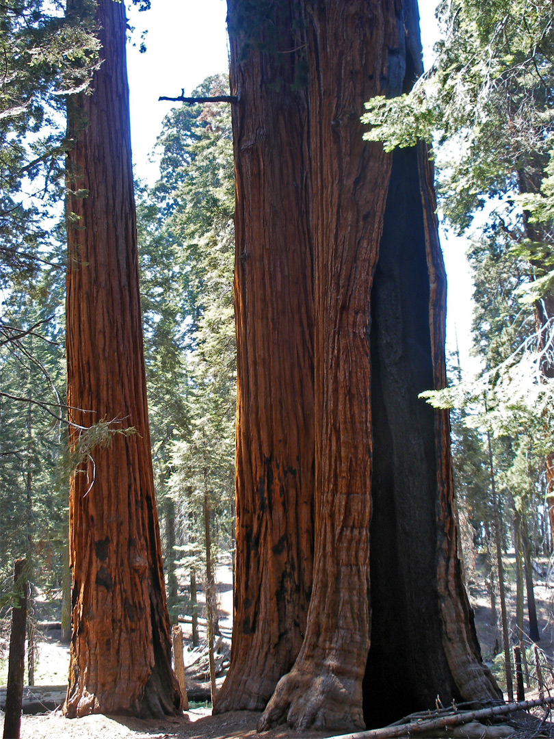 Burnt sequoia