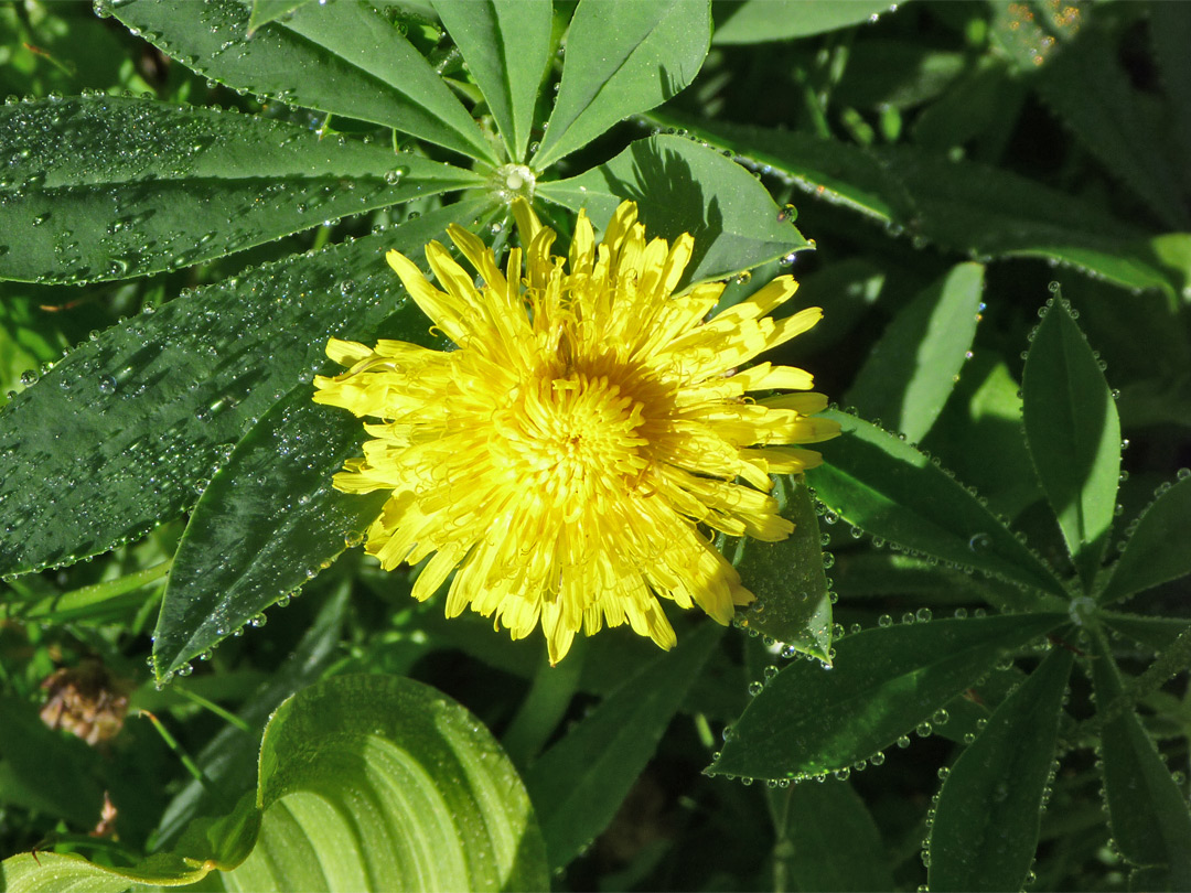 Partially open flower