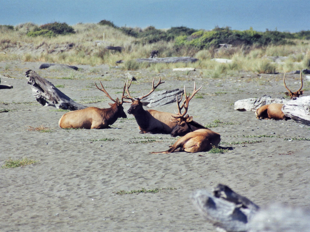 Elk on Gold Bluffs Beach