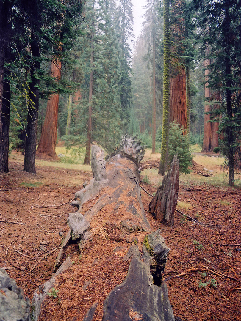Ancient sequoia tunk