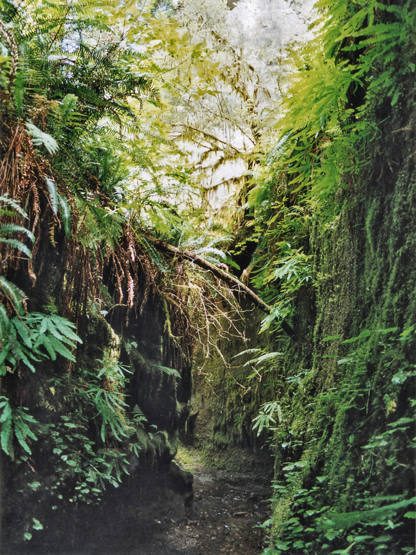 Tributary of Fern Canyon