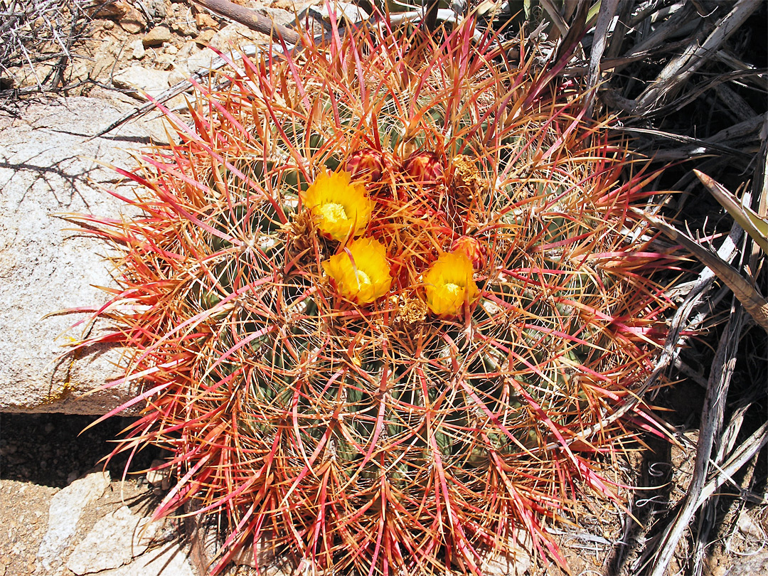 Yellow flowers and red spines