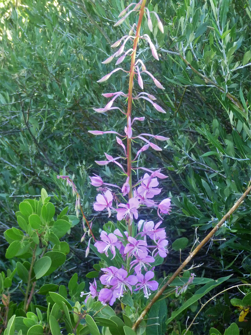 Long flower stalk