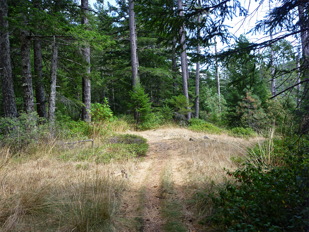 Open area in the forest