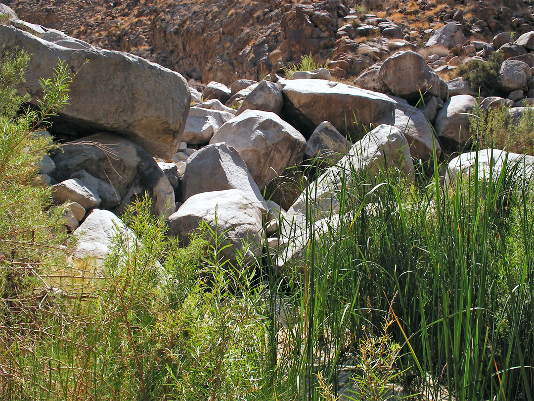 Reeds and boulders