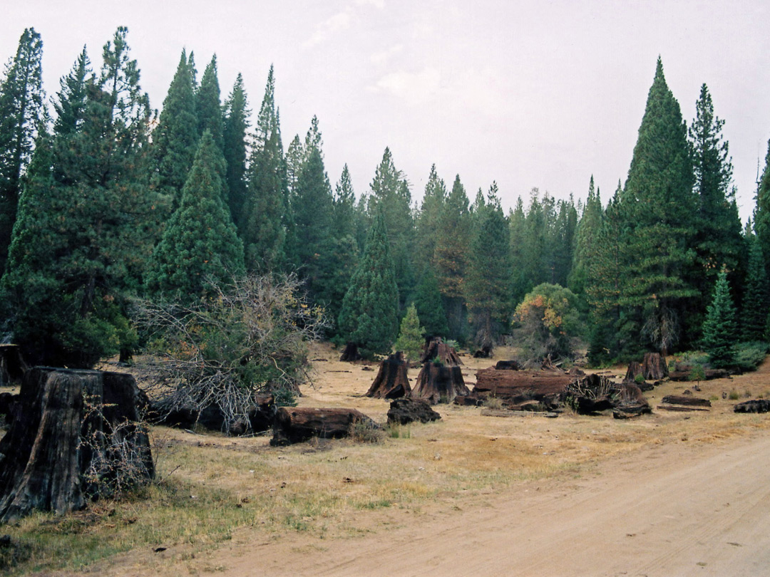 Sequoia stumps