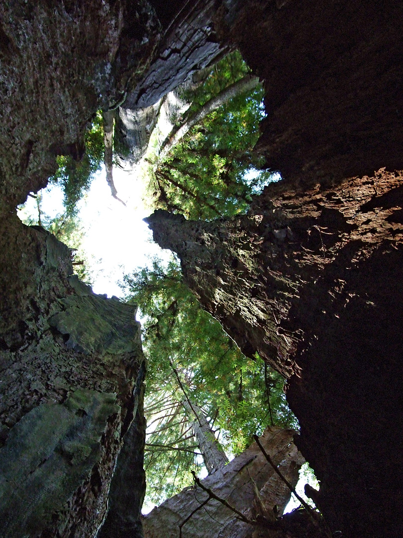 A hollow redwood