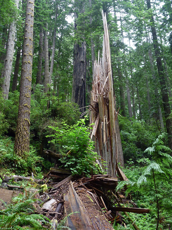 Splintered redwood