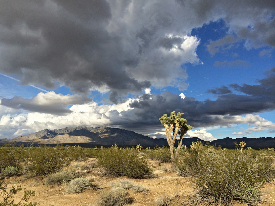 Clouds above Joshua trees