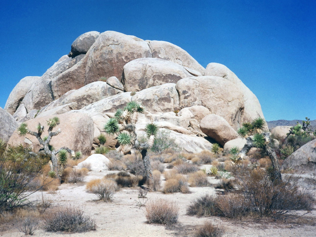 Rocks and Joshua trees