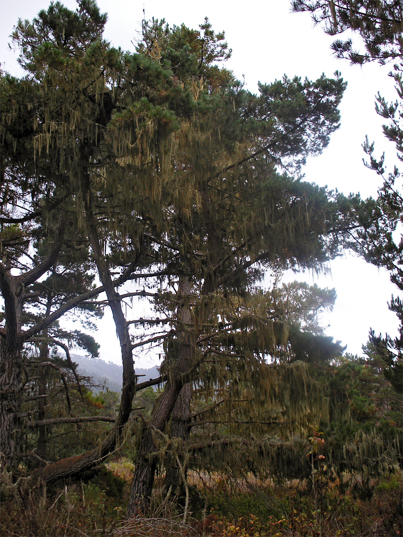 Pine tree with lace lichen