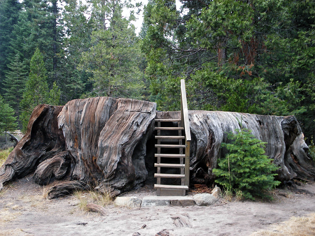 Mark Twain Tree