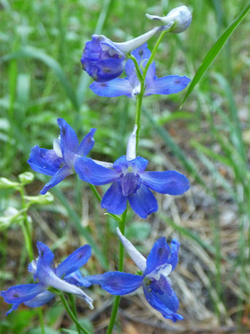 Stem with blue flowers