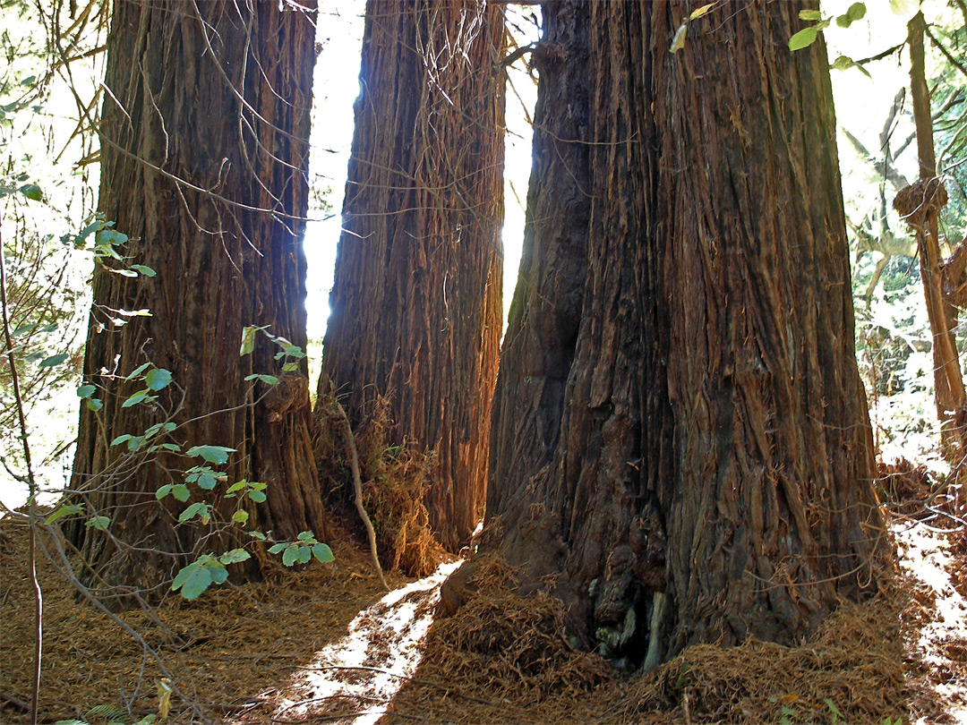 Three redwoods