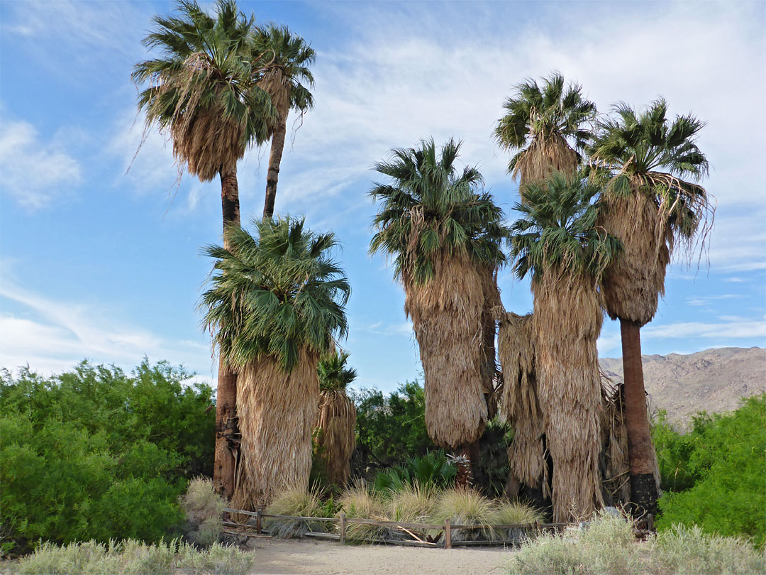 Palms at the oasis