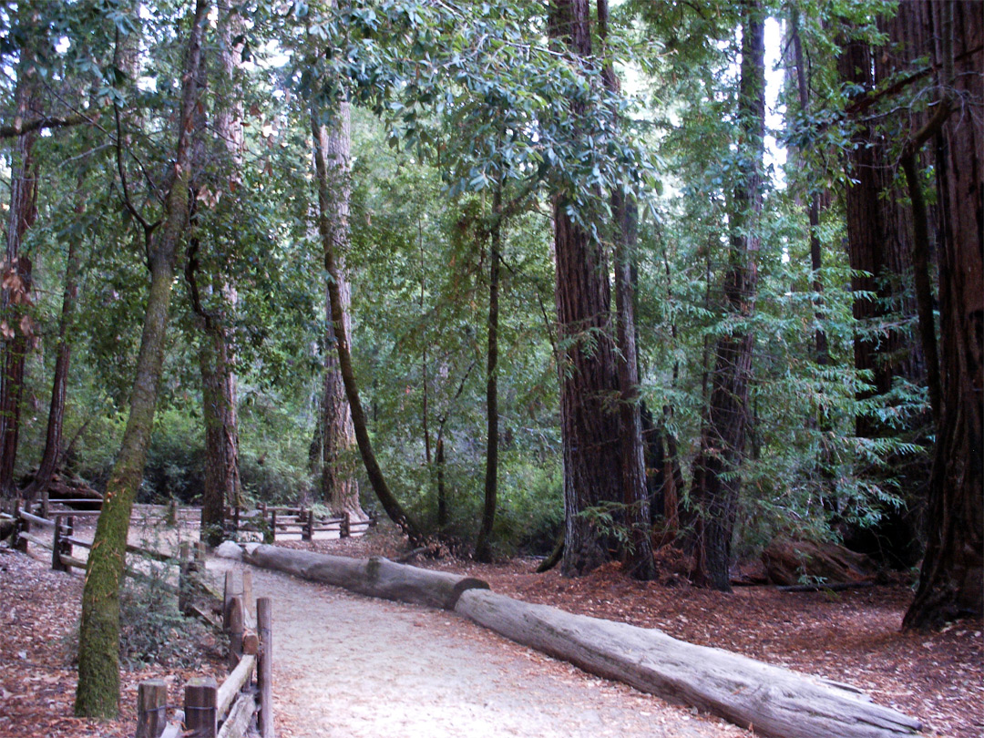 Trees along the Redwood Trail