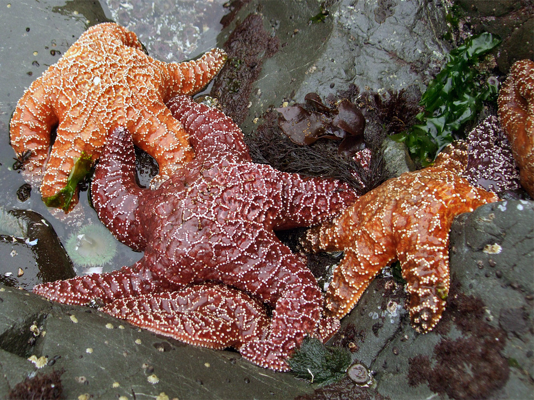 Sea stars: Del Norte Coast Redwoods State Park, California