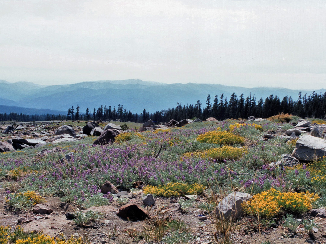 Wildflowers