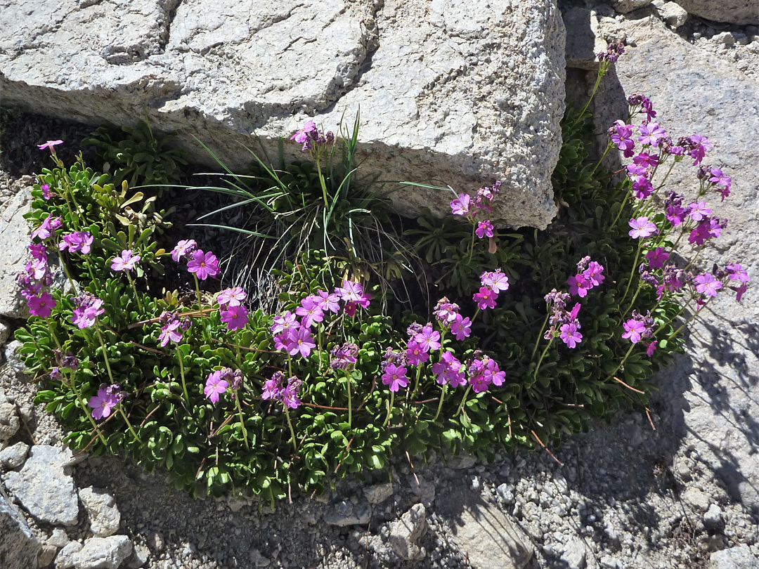 Flowers on granite