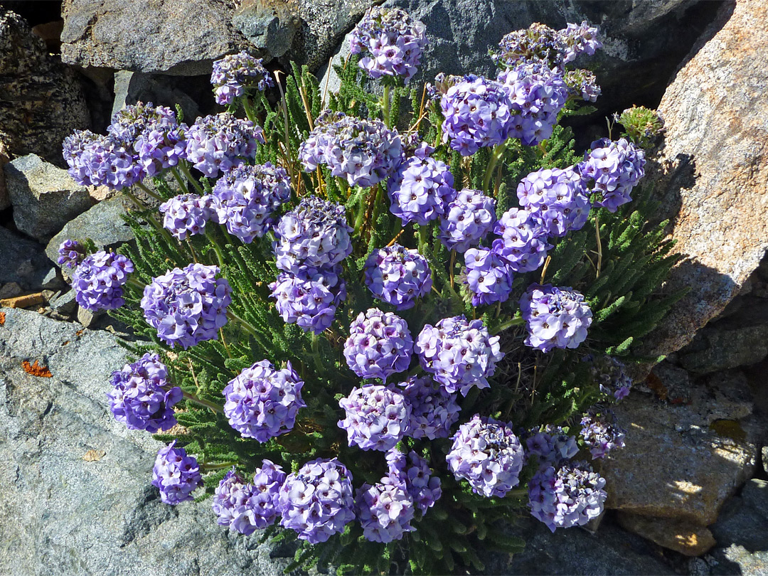 Purple flower clusters