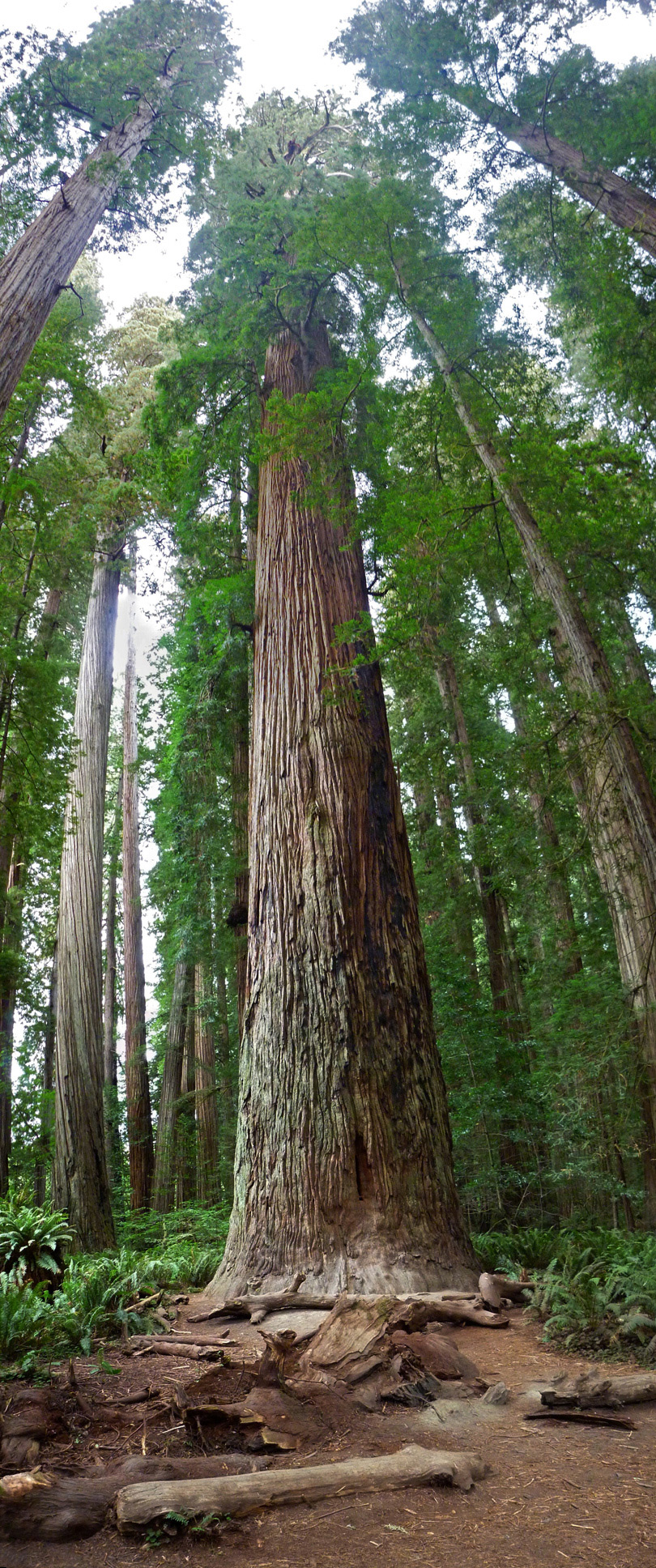 Tall trees