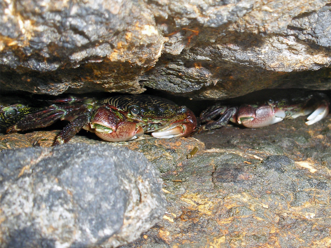 Crabs in a crevice