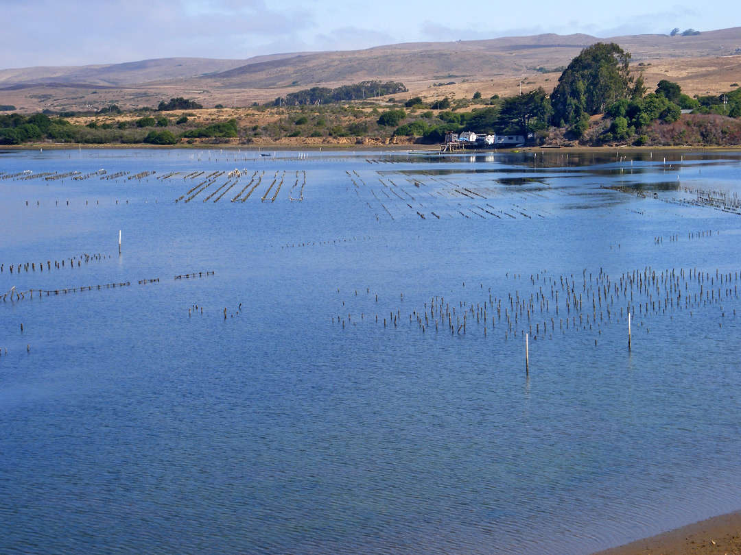 Oyster beds