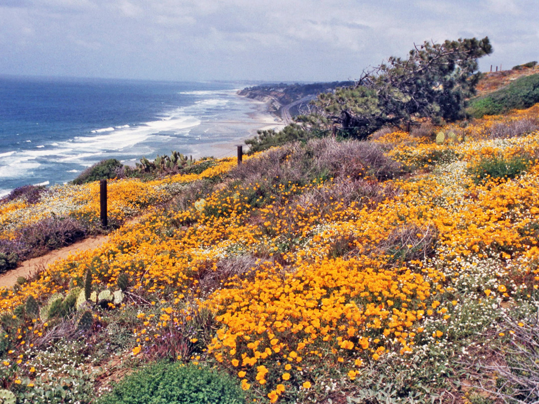 California poppies on the cliff edge