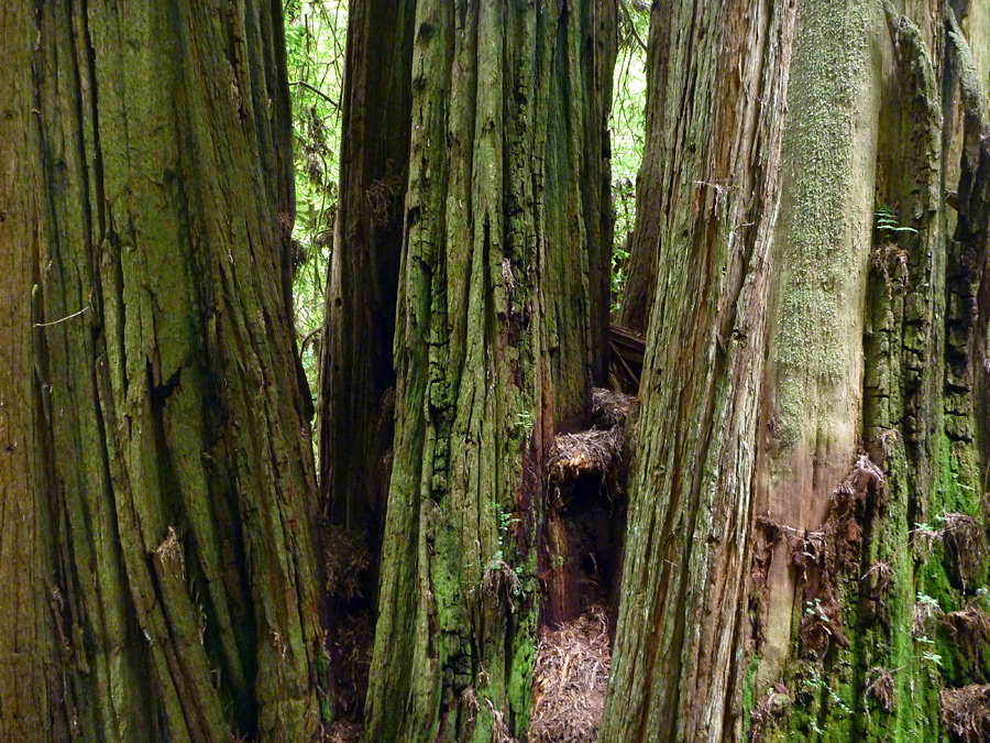Group of redwoods