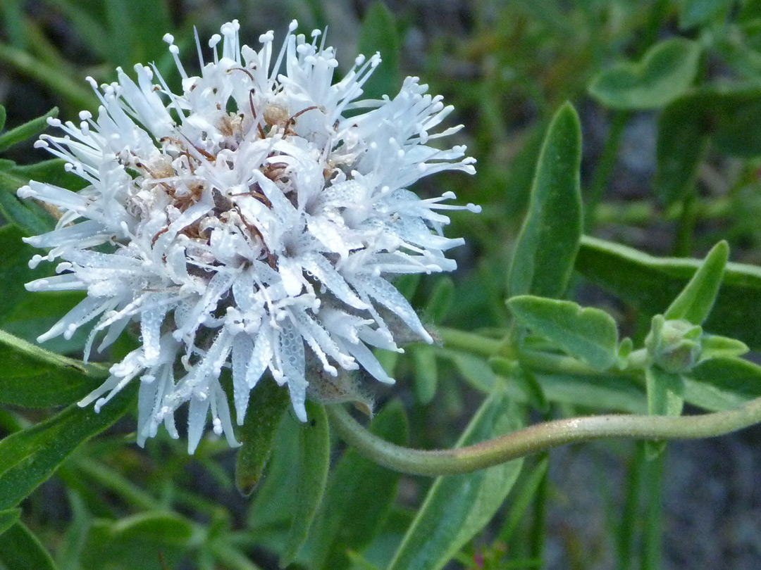 Mountain coyote mint