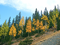 Aspen and pine trees