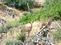 Mule deer in Spruce Canyon