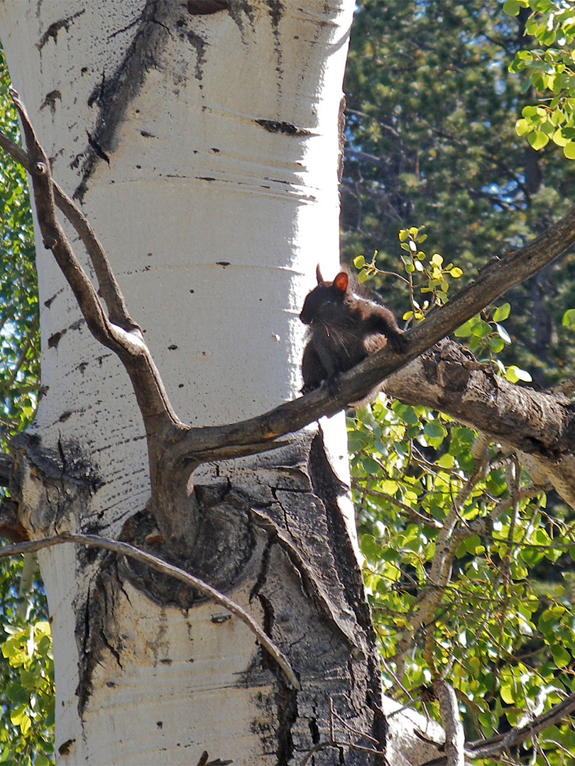 Abert's squirrel in aspen tree