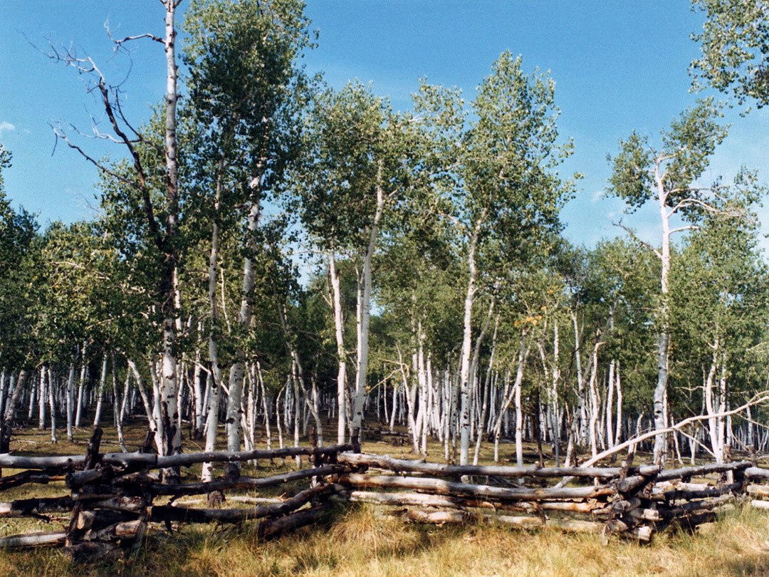 Photographs of The San Juan Mountains