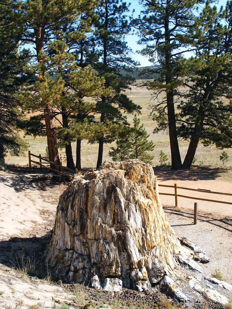 Fossilized sequoia