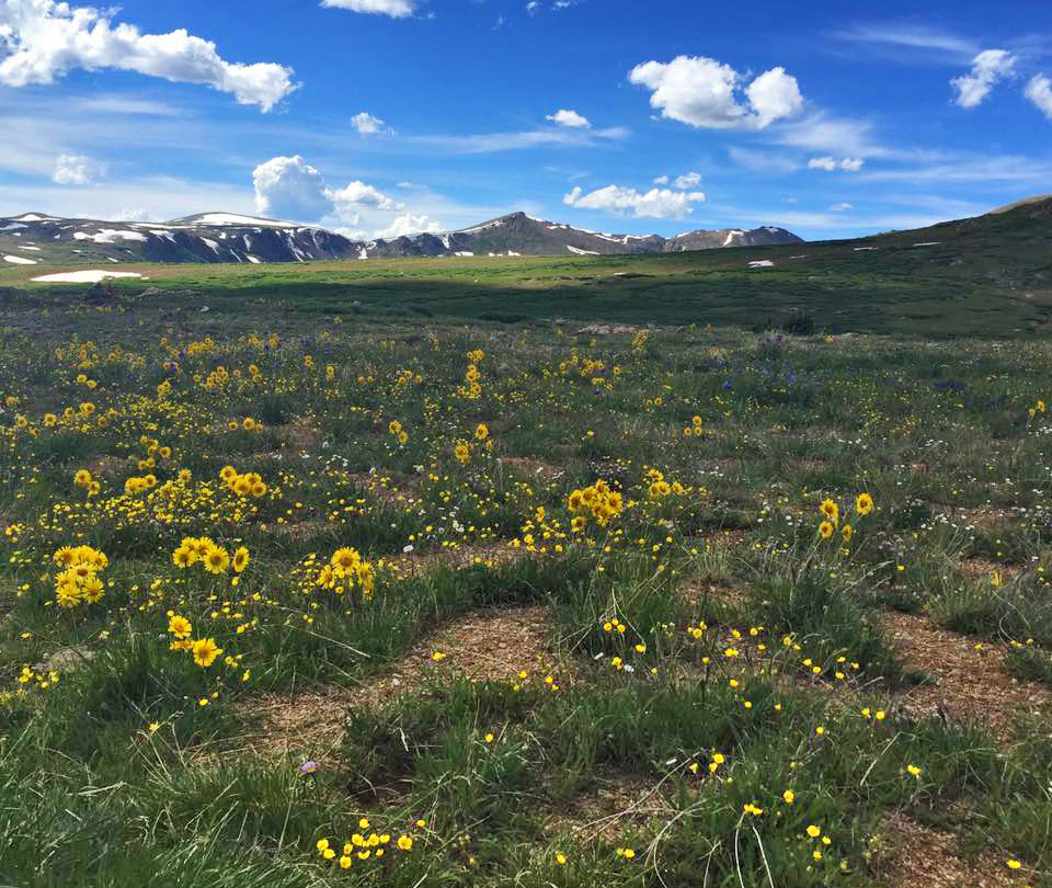 Wildflowers at the pass