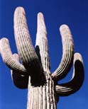 Photographs of Arizona