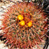 Arizona cacti