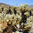 California cacti