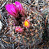 Colorado cacti