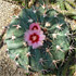 New Mexico cacti