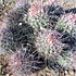 Nevada cacti