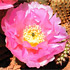 Utah cacti