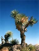 Photographs of California