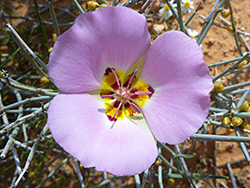 Calochortus flexuosus